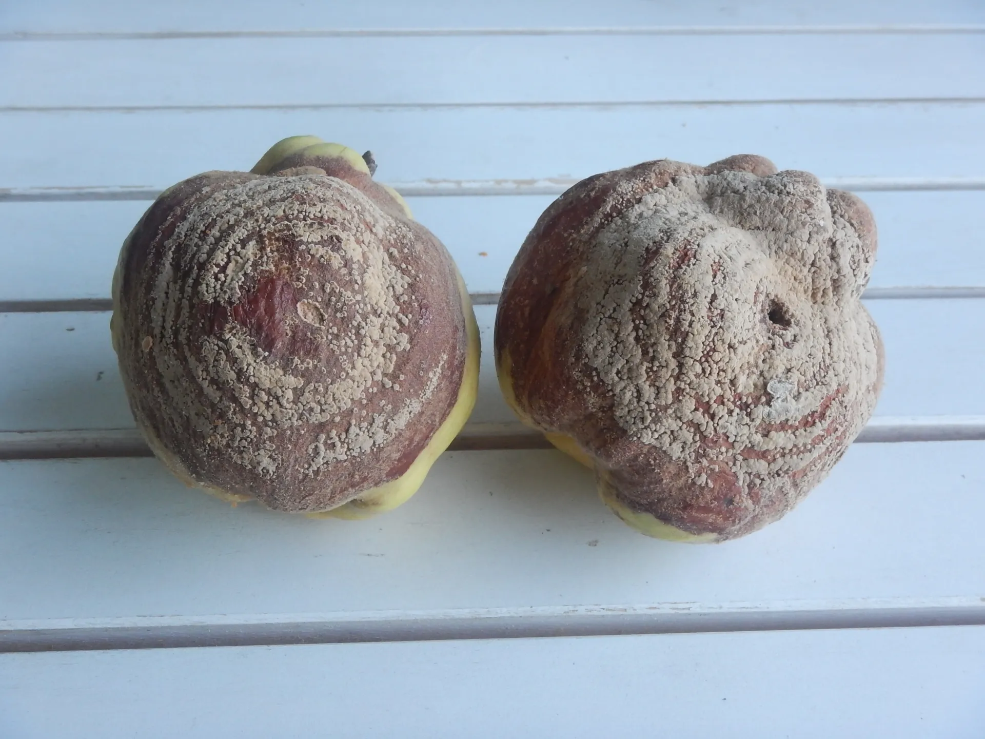 Monilinia fructigena, 26-09-13 (4)